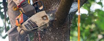 Best Tree Preservation Services  in Cressona, PA