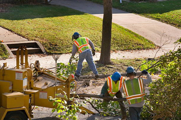 Best Palm Tree Trimming  in Cressona, PA