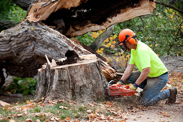 Best Commercial Tree Removal  in Cressona, PA