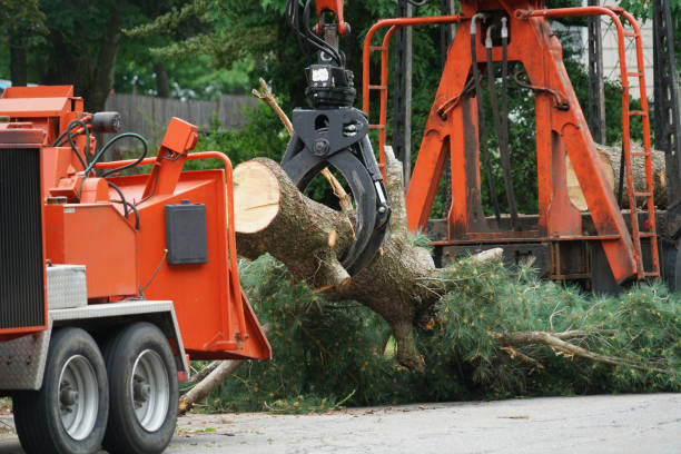 Best Utility Line Clearance  in Cressona, PA