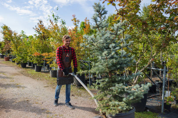 Best Fruit Tree Pruning  in Cressona, PA