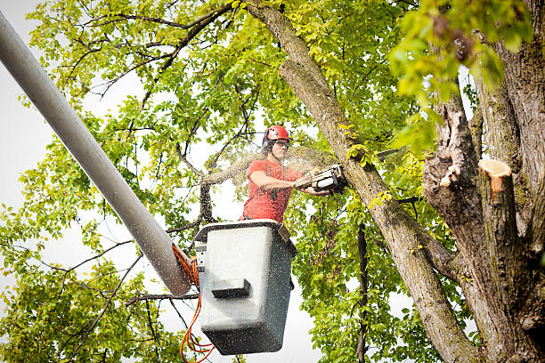 Trusted Cressona, PA  Tree Services Experts