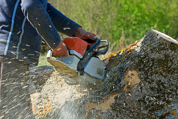 Best Root Management and Removal  in Cressona, PA