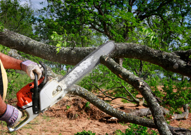 Best Lawn Dethatching Services  in Cressona, PA