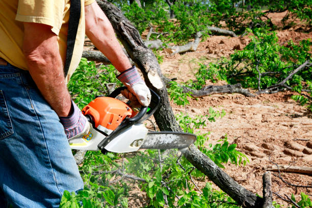 How Our Tree Care Process Works  in  Cressona, PA